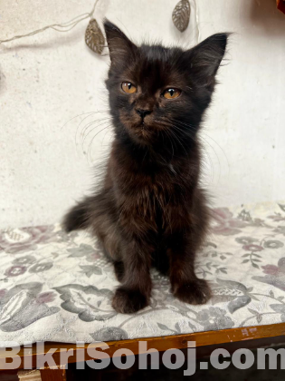 Persian cat